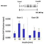 JunB Antibody in ChIP Assay (ChIP)