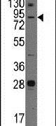 JPH3 Antibody in Western Blot (WB)