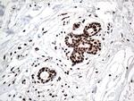 KARS Antibody in Immunohistochemistry (Paraffin) (IHC (P))