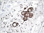 KARS Antibody in Immunohistochemistry (Paraffin) (IHC (P))