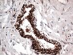 KARS Antibody in Immunohistochemistry (Paraffin) (IHC (P))