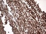 KARS Antibody in Immunohistochemistry (Paraffin) (IHC (P))