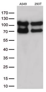 KARS Antibody in Western Blot (WB)