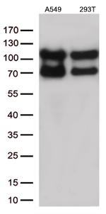 KARS Antibody in Western Blot (WB)