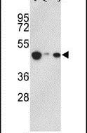 HAT1 Antibody in Western Blot (WB)