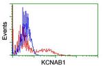 KCNAB1 Antibody in Flow Cytometry (Flow)