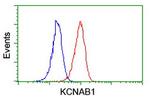 KCNAB1 Antibody in Flow Cytometry (Flow)