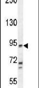 KCNH4 Antibody in Western Blot (WB)