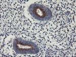 KCNJ3 Antibody in Immunohistochemistry (Paraffin) (IHC (P))