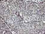 KCNJ3 Antibody in Immunohistochemistry (Paraffin) (IHC (P))