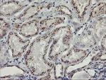 KCNJ3 Antibody in Immunohistochemistry (Paraffin) (IHC (P))