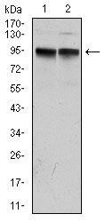 KCNQ1 Monoclonal Antibody (5E12)