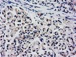 KCTD14 Antibody in Immunohistochemistry (Paraffin) (IHC (P))