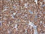 KCTD14 Antibody in Immunohistochemistry (Paraffin) (IHC (P))