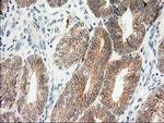 KCTD14 Antibody in Immunohistochemistry (Paraffin) (IHC (P))