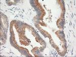 KCTD14 Antibody in Immunohistochemistry (Paraffin) (IHC (P))