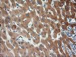 KCTD14 Antibody in Immunohistochemistry (Paraffin) (IHC (P))