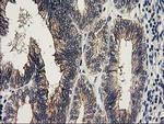 KCTD14 Antibody in Immunohistochemistry (Paraffin) (IHC (P))