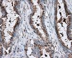 KCTD5 Antibody in Immunohistochemistry (Paraffin) (IHC (P))