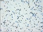 KDM4C Antibody in Immunohistochemistry (Paraffin) (IHC (P))