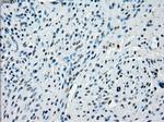 KDM4C Antibody in Immunohistochemistry (Paraffin) (IHC (P))