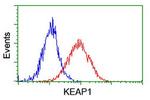 KEAP1 Antibody in Flow Cytometry (Flow)