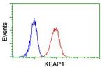 KEAP1 Antibody in Flow Cytometry (Flow)