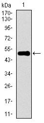 KEAP1 Antibody in Western Blot (WB)