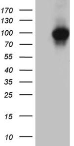 KEL Antibody in Western Blot (WB)