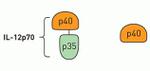 Human IL-12 p40/p70 ELISA Kit