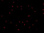 SAM68 Antibody in Immunocytochemistry (ICC/IF)