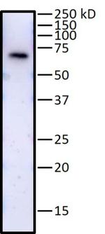 SAM68 Antibody in Western Blot (WB)