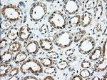 KHK Antibody in Immunohistochemistry (Paraffin) (IHC (P))