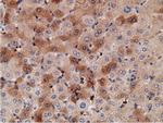 KHK Antibody in Immunohistochemistry (Paraffin) (IHC (P))
