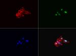 KI67 Antibody in Immunocytochemistry (ICC/IF)