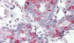 KIAA1324 Antibody in Immunohistochemistry (Paraffin) (IHC (P))