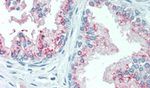 KIAA1324 Antibody in Immunohistochemistry (Paraffin) (IHC (P))