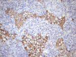 KIAA1524 Antibody in Immunohistochemistry (Paraffin) (IHC (P))