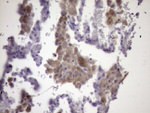 KIAA1524 Antibody in Immunohistochemistry (Paraffin) (IHC (P))