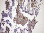 KIAA1524 Antibody in Immunohistochemistry (Paraffin) (IHC (P))
