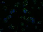 KIAA1609 Antibody in Immunocytochemistry (ICC/IF)