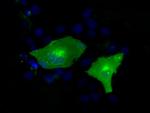 KIAA1609 Antibody in Immunocytochemistry (ICC/IF)