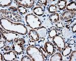 KIAA1609 Antibody in Immunohistochemistry (Paraffin) (IHC (P))