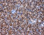 KIAA1609 Antibody in Immunohistochemistry (Paraffin) (IHC (P))