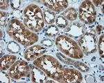 KIAA1609 Antibody in Immunohistochemistry (Paraffin) (IHC (P))