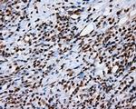 KIAA1609 Antibody in Immunohistochemistry (Paraffin) (IHC (P))