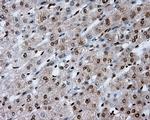 KIAA1609 Antibody in Immunohistochemistry (Paraffin) (IHC (P))