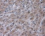 KIAA1609 Antibody in Immunohistochemistry (Paraffin) (IHC (P))