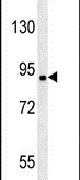 KIAA1680 Antibody in Western Blot (WB)