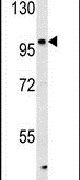 KIAA1688 Antibody in Western Blot (WB)